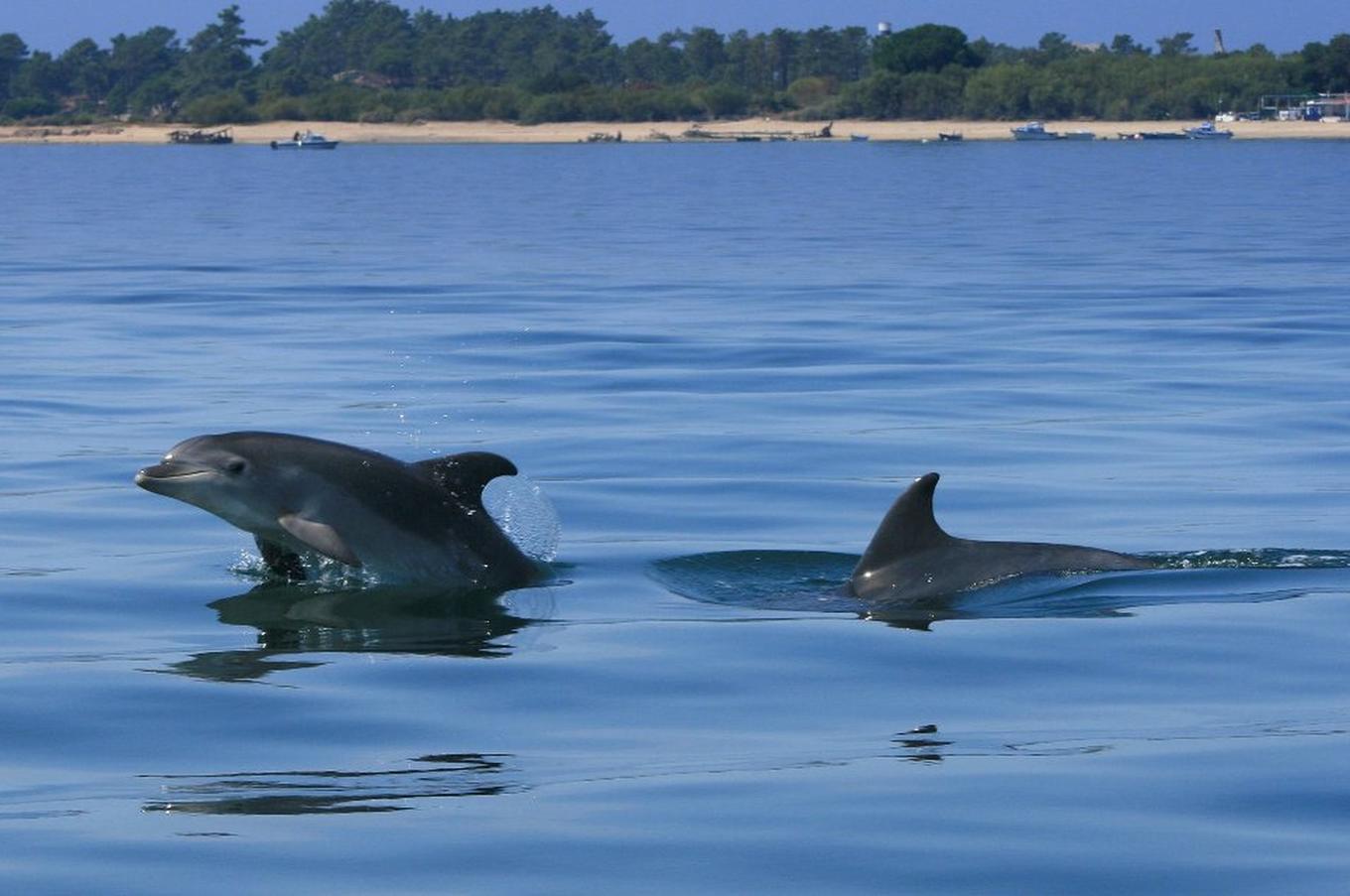 experiencia delfines barco bahía setúbal