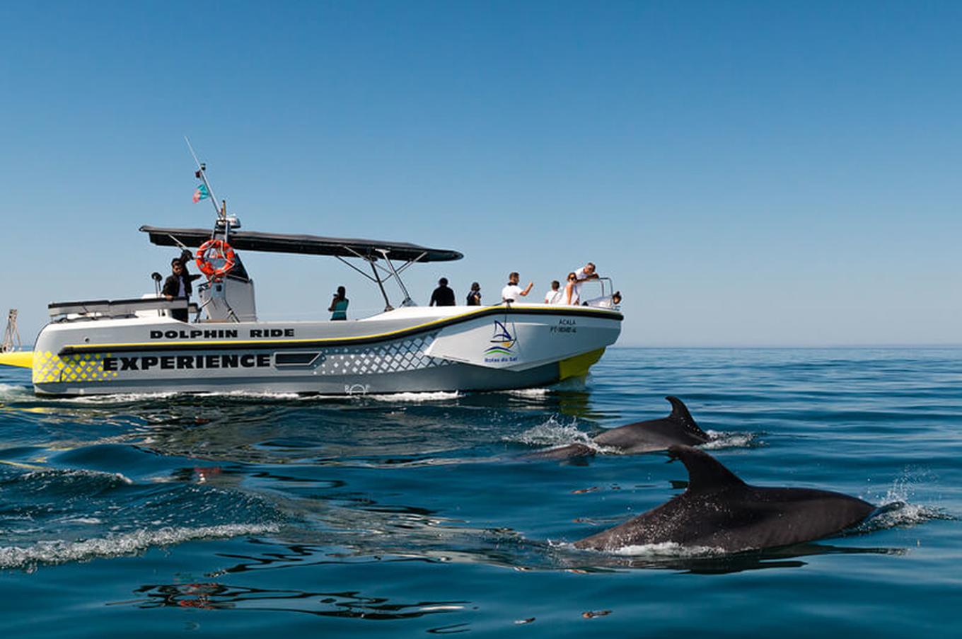 experiencia delfines barco bahía setúbal