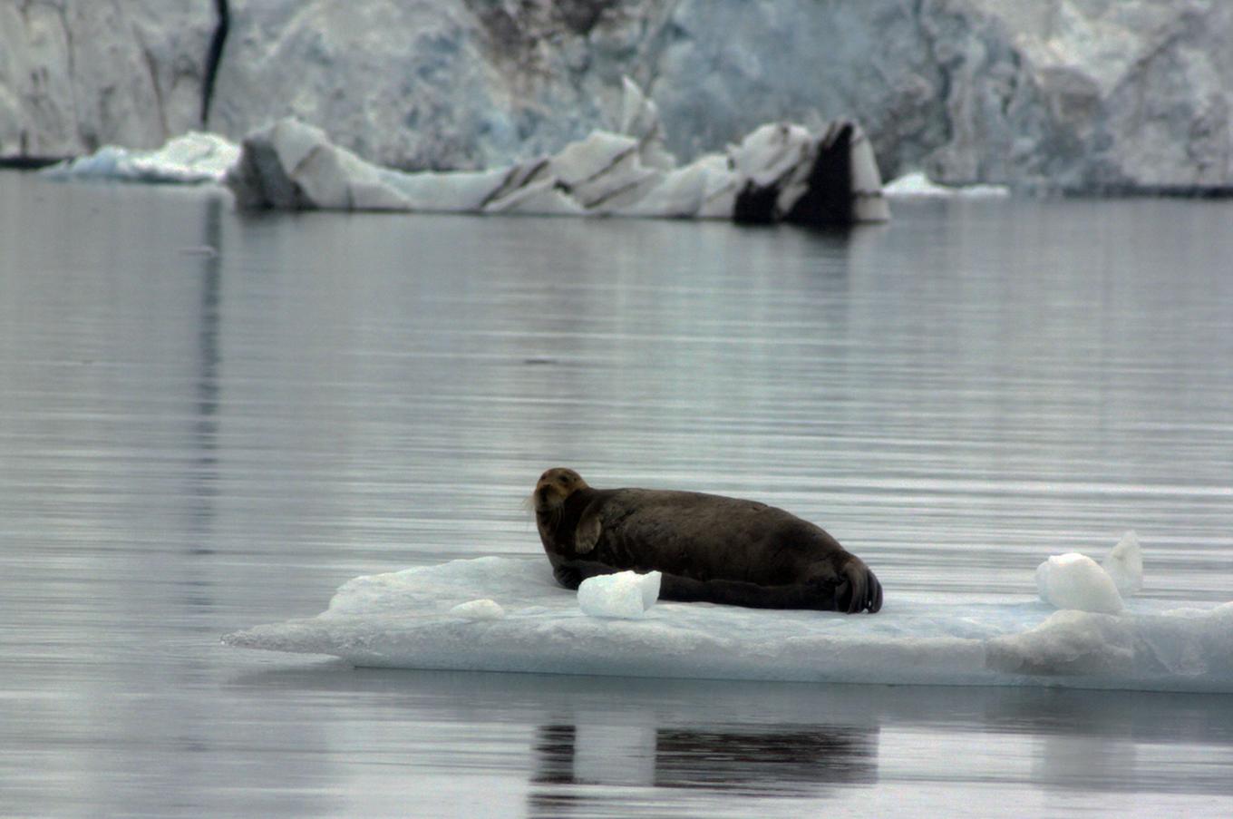 focas svalbard