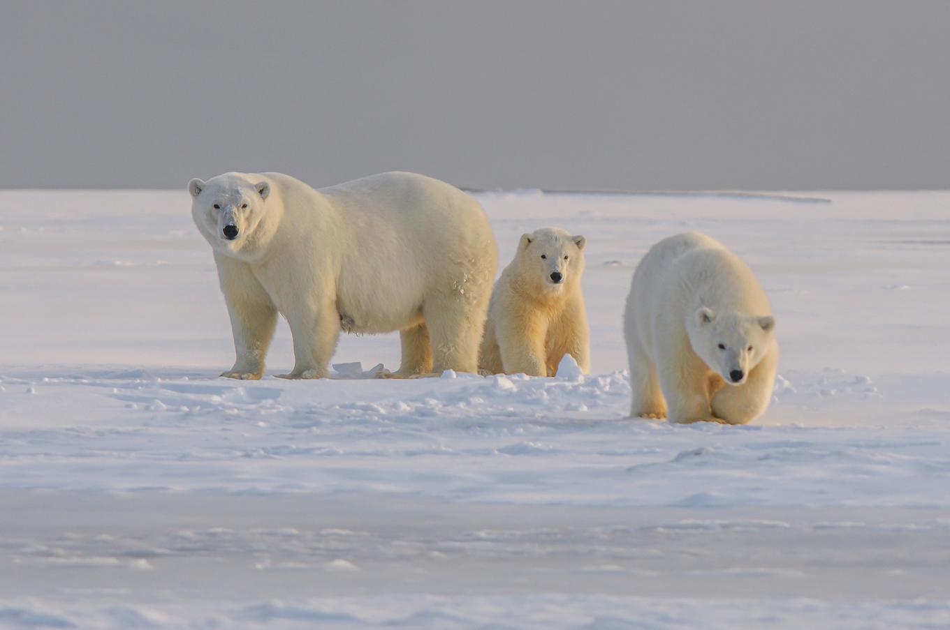 oso polar Svalbard