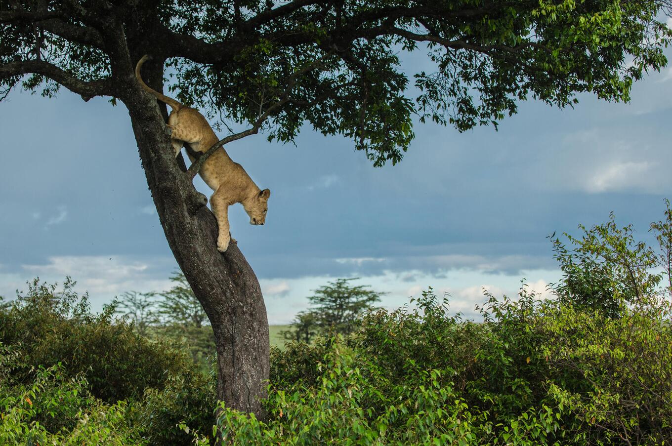 Leona en el Masai Mara.