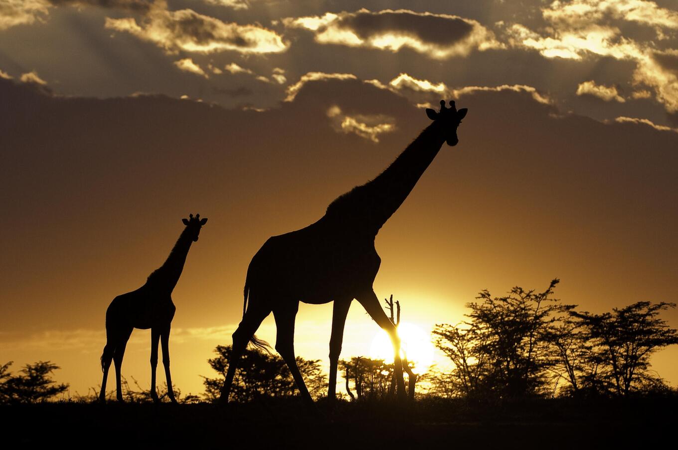 Jirafas al atardecer en el Masai Mara. 