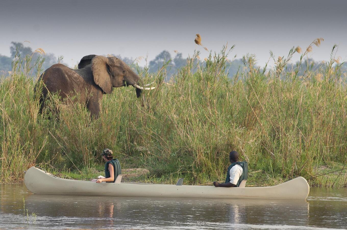 Un safari desde el agua ofrece una perspectiva única. 