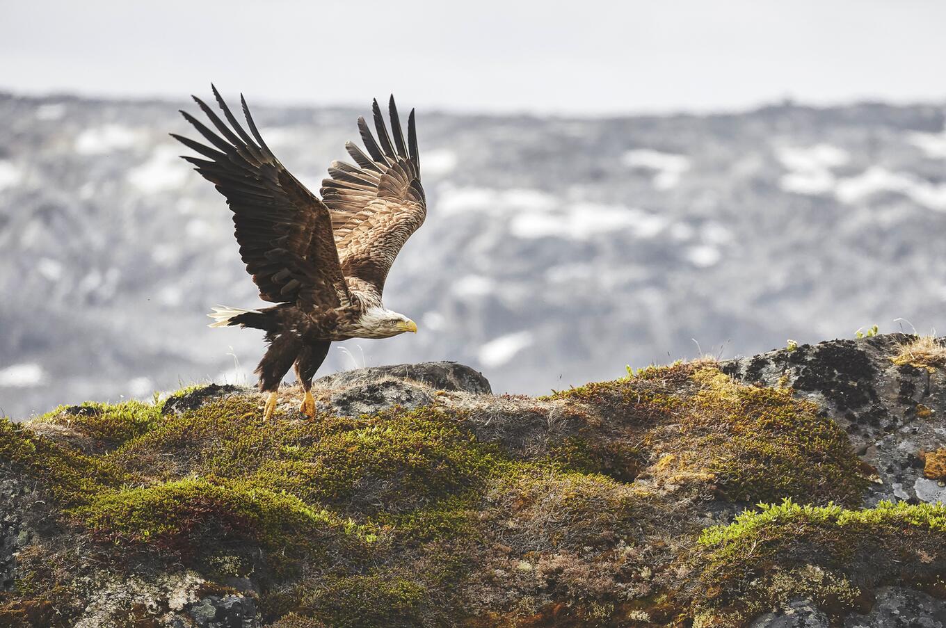 Nuuk HX Groenlandia