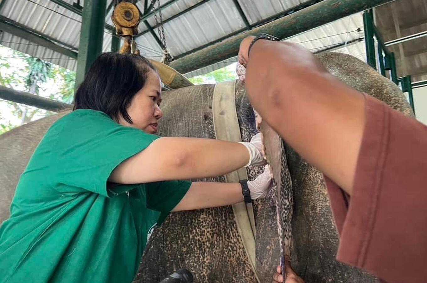 Friends of the Asian Elephant Soraida Salwala