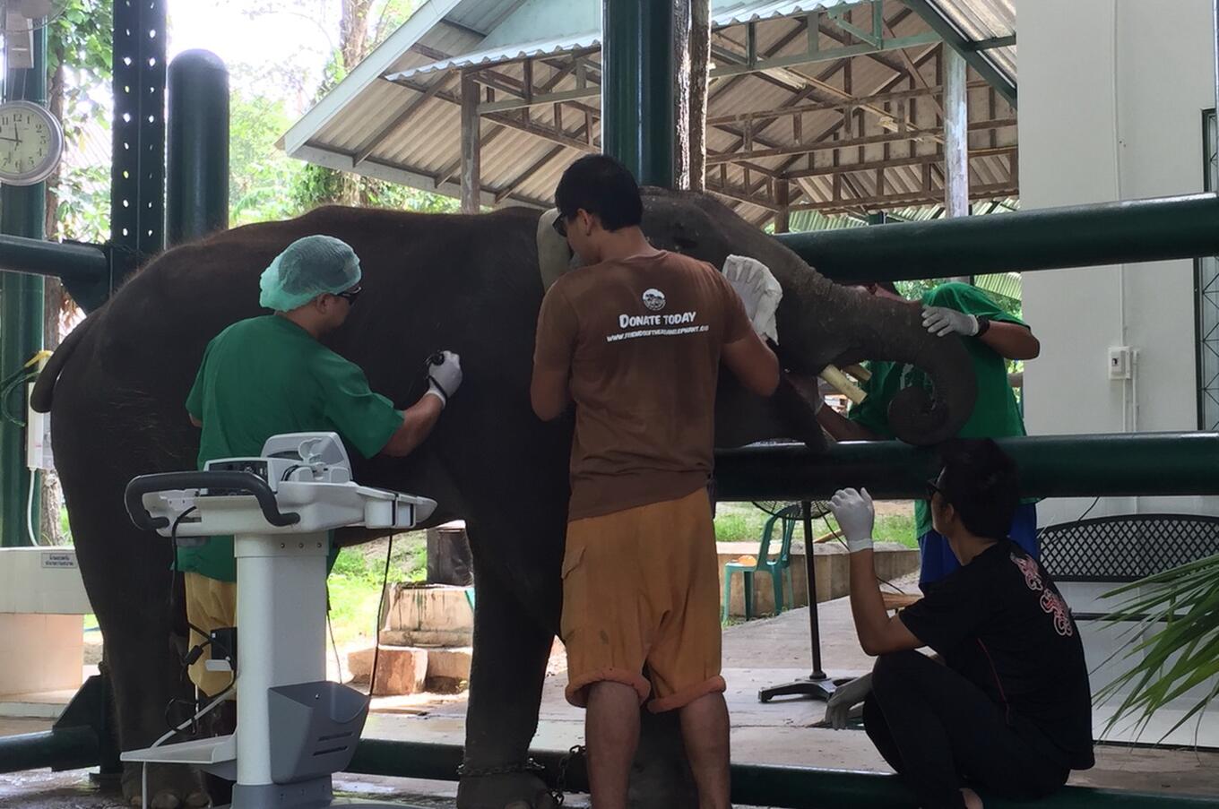 Friends of the Asian Elephant Soraida Salwala