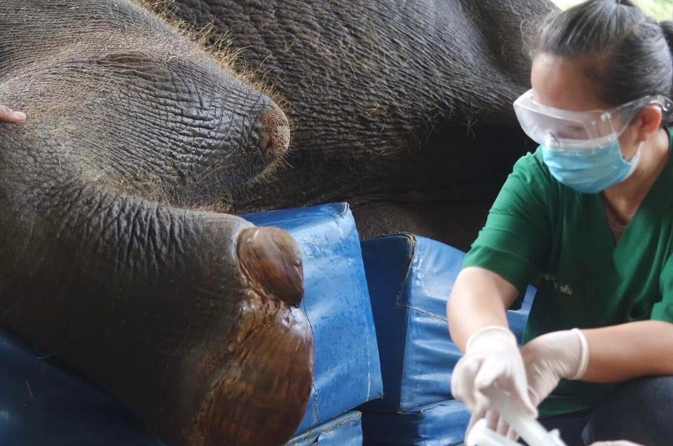 Friends of the Asian Elephant Soraida Salwala