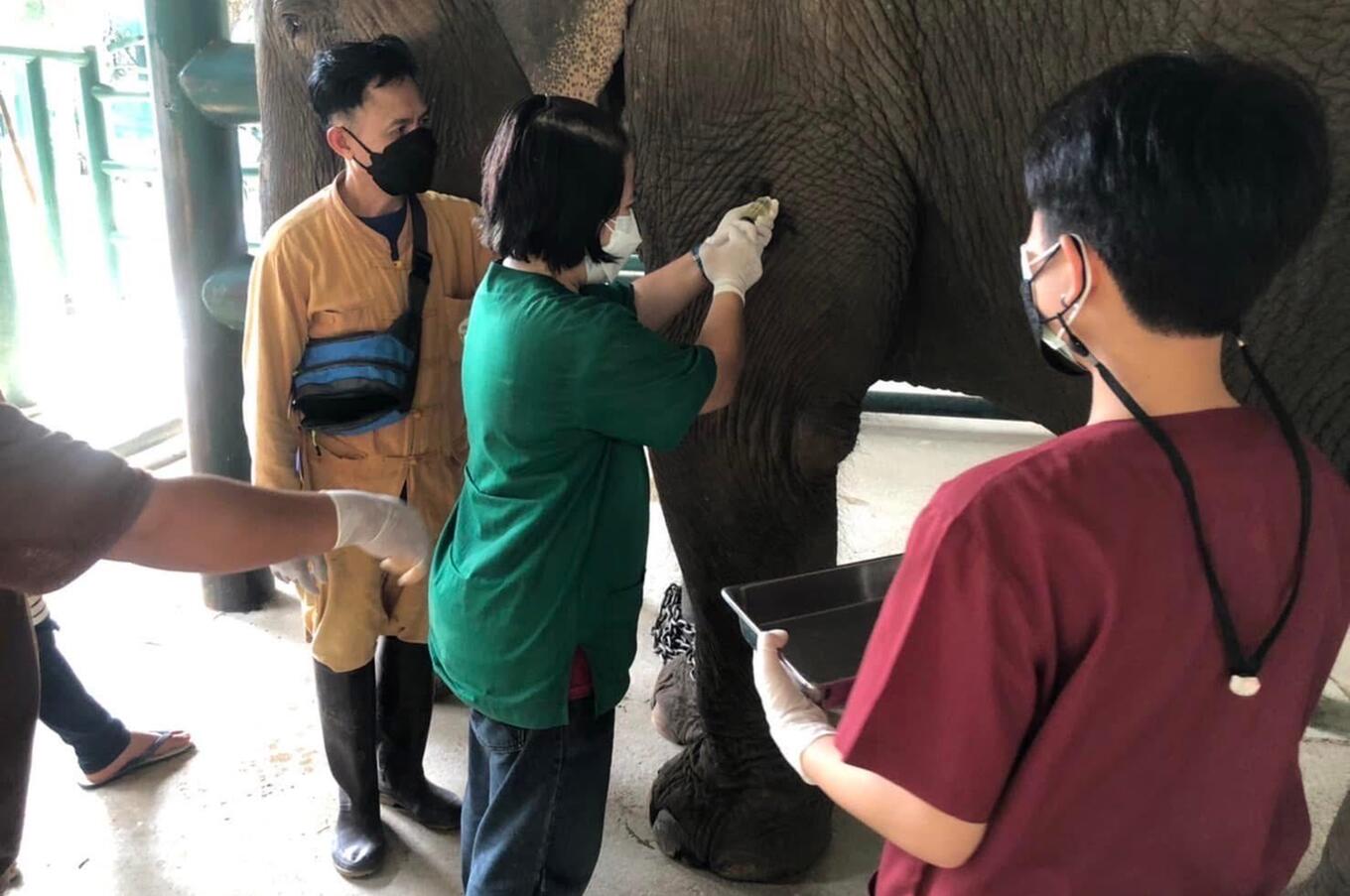 Friends of the Asian Elephant Soraida Salwala