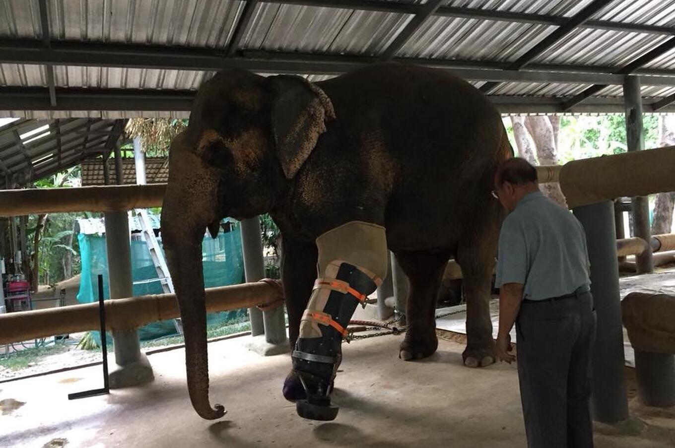 Friends of the Asian Elephant Soraida Salwala