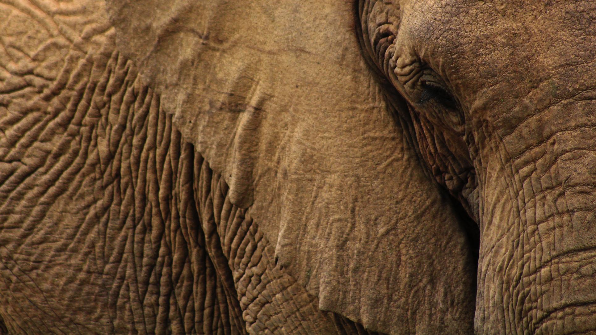 viajes lujo personalizados Elefant Travel elefante Namibia África