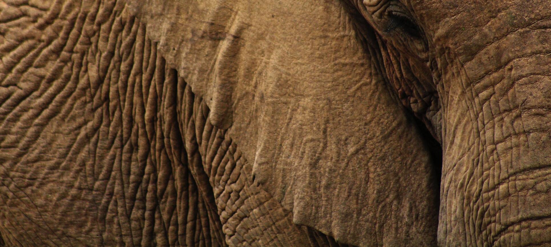 viajes lujo personalizados Elefant Travel elefante Namibia África