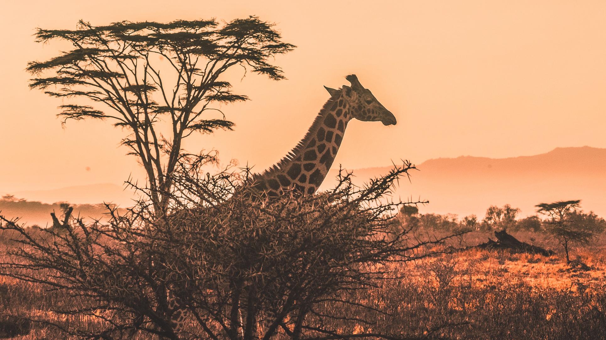 viaje lujo safari kenia sabana jirafa
