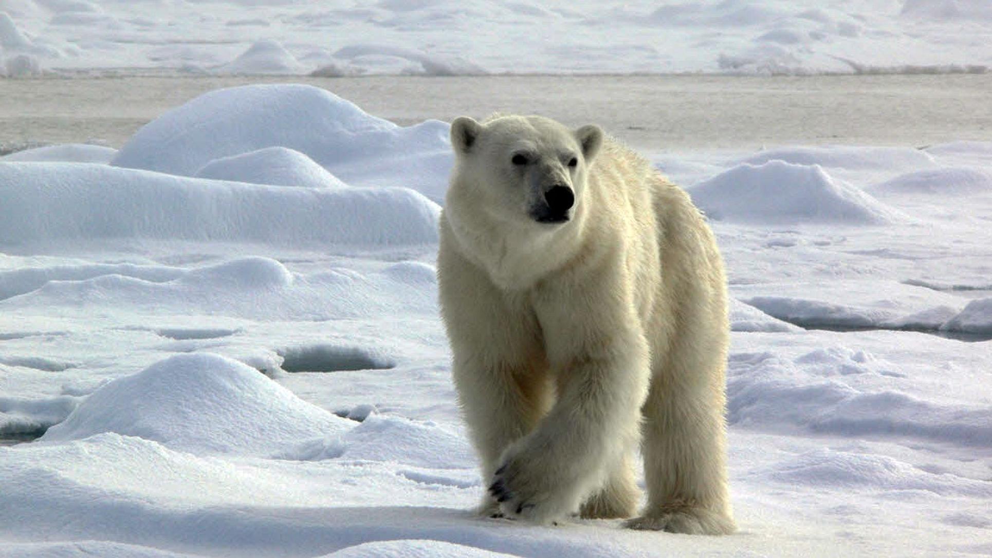 oso polar viaje a svalbard