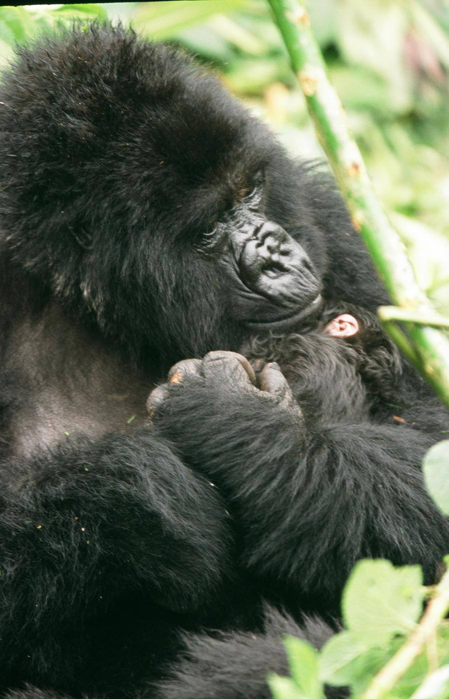 viaje uganda gorila de montaña rafiki