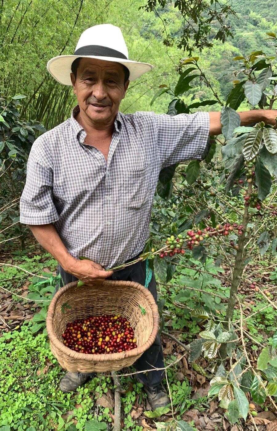 Don Leo lleva 40 años cultivando el café. En Colombia viven un total de 540.000 familias de este cultivo viaje eje cafetero colombia Quindio
