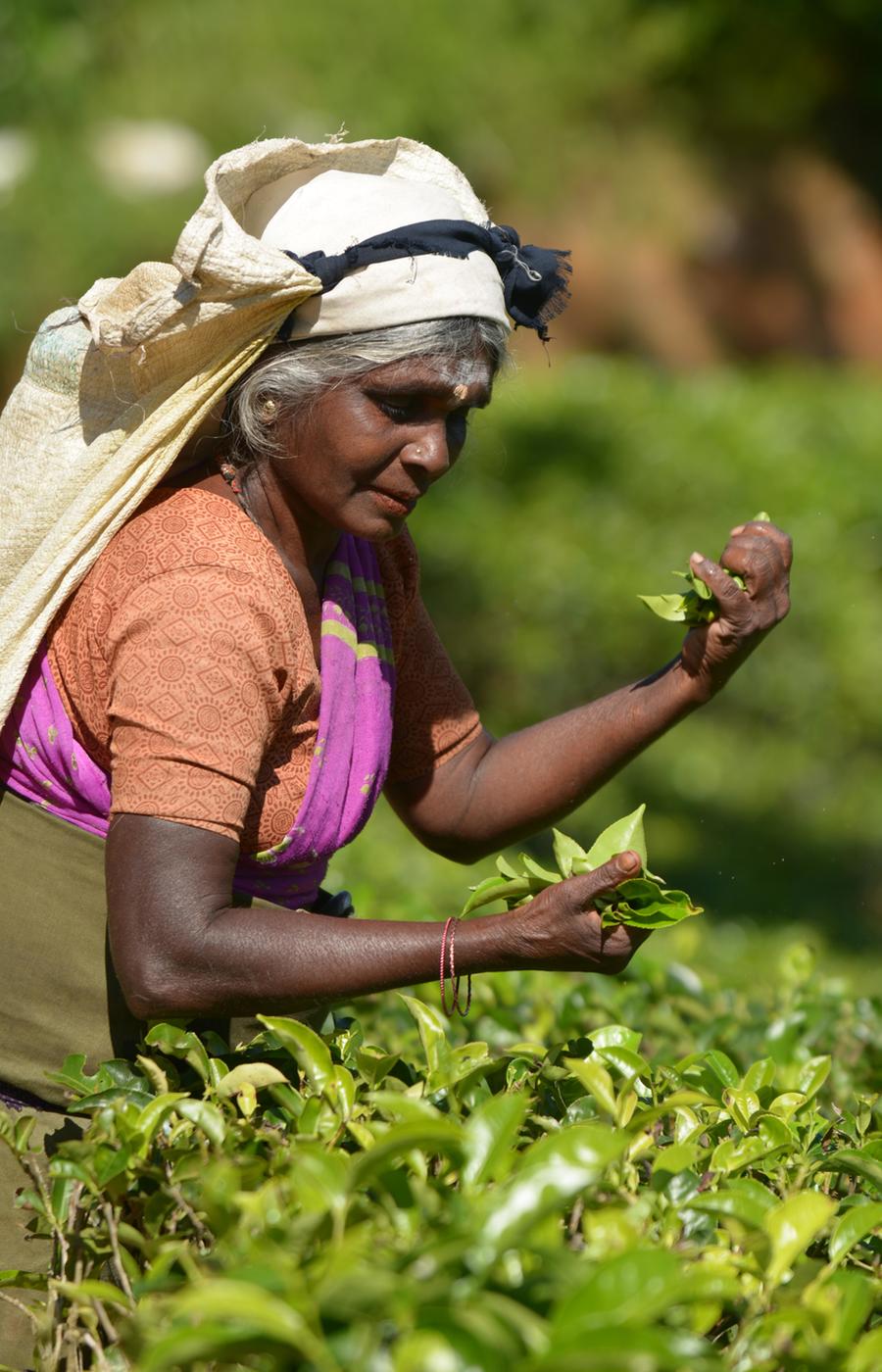 viaje lujo sri lanka plantaciones té