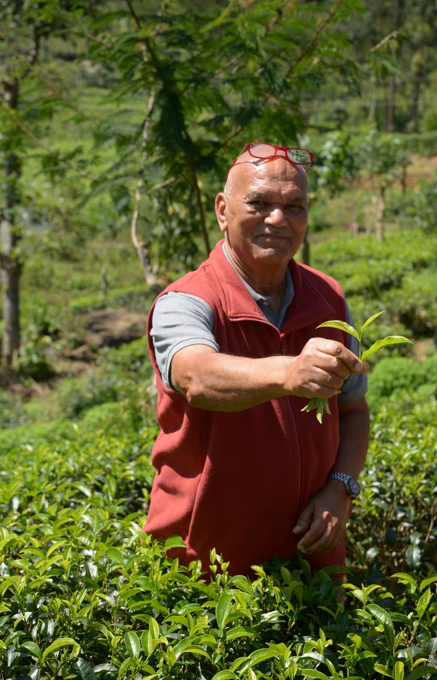 viaje lujo sri lanka plantaciones té