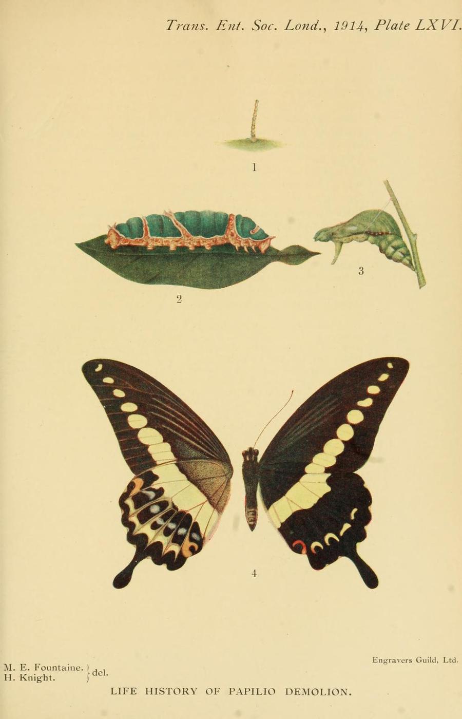margaret fountaine ilustración mariposas