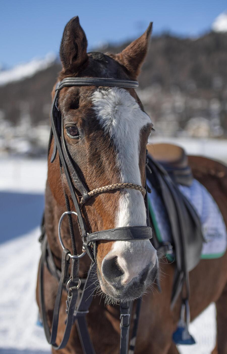 En Argentina se crían casi 3.000 caballos por temporada, pero a primer nivel no llegan más de 50. Snow polo St. Moritz